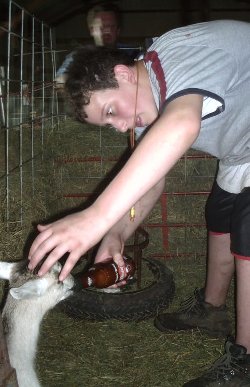 feeding a goat